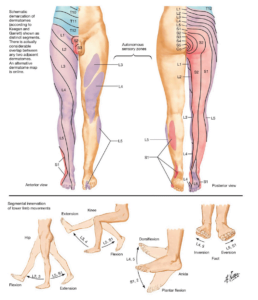 Dermatomes Lower Limb Bribie Osteopathy Bribie Osteopathy