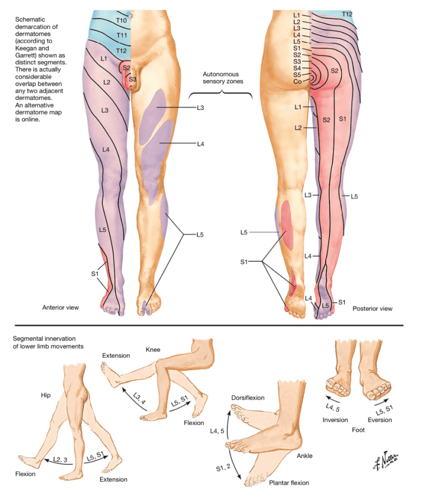 Dermatome Of Lower Extremity Heel