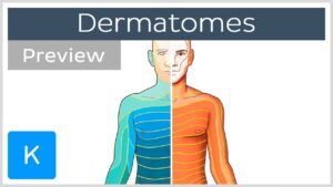 Dermatomes Made Easy preview Human Anatomy Kenhub YouTube
