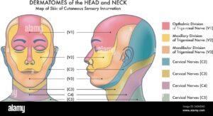 Dermatomes Map Hi res Stock Photography And Images Alamy