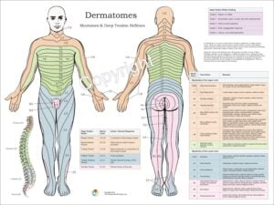 Dermatomes Myotomes And DTR Poster 18 X 24 Chiropractic Etsy Chiropractic Spinal Nerve Human Muscle Anatomy