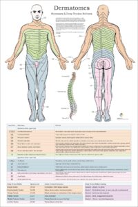 Dermatomes Myotomes And DTR Poster 20 X 30 Chiropractic Medical Nervous System Chart Spinal Nerve Muscle Anatomy Human Muscle Anatomy