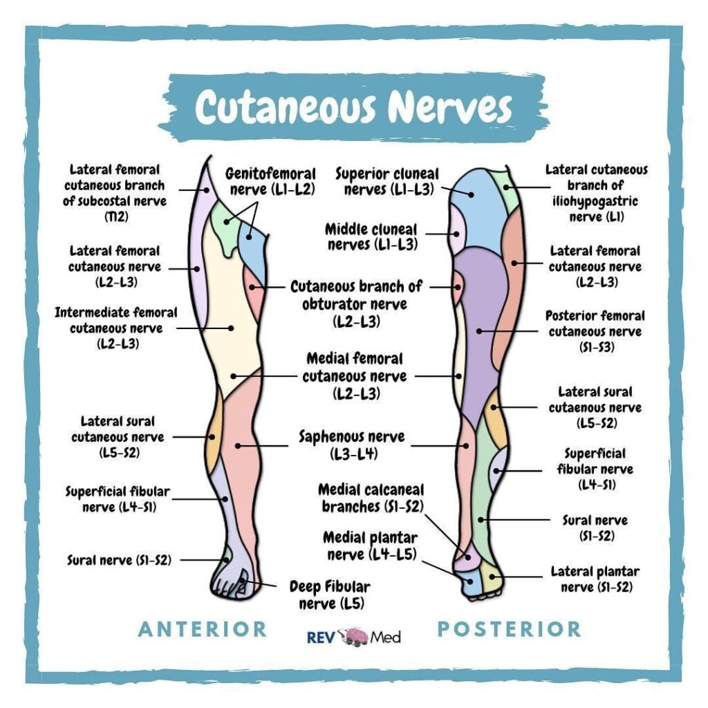 Superior Cluneal Nerve Dermatome