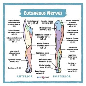 DERMATOMES MYOTOMES DERMATOME By TheraspOT Medium