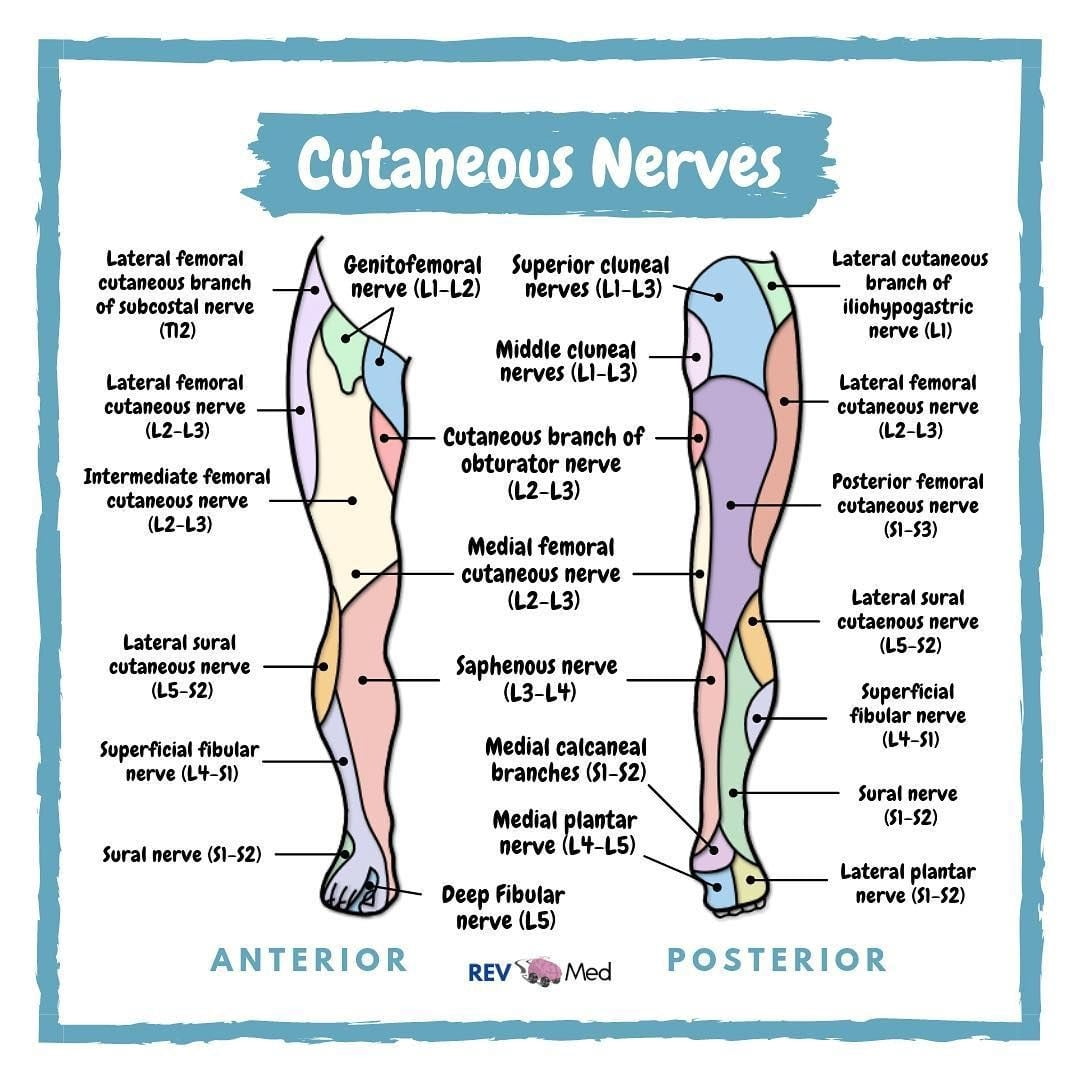 Dermatomes Myotomes Dermatome By Theraspot Medium Dermatomes Chart