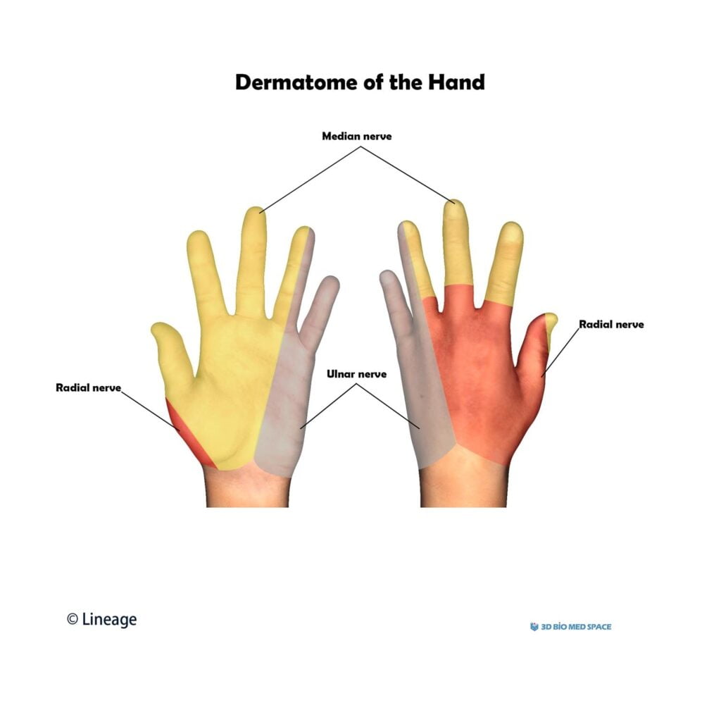 Wrist And Hand Dermatomes Dermatomes Chart And Map Wrist And Hand Dermatomes Dermatomes Chart And Map