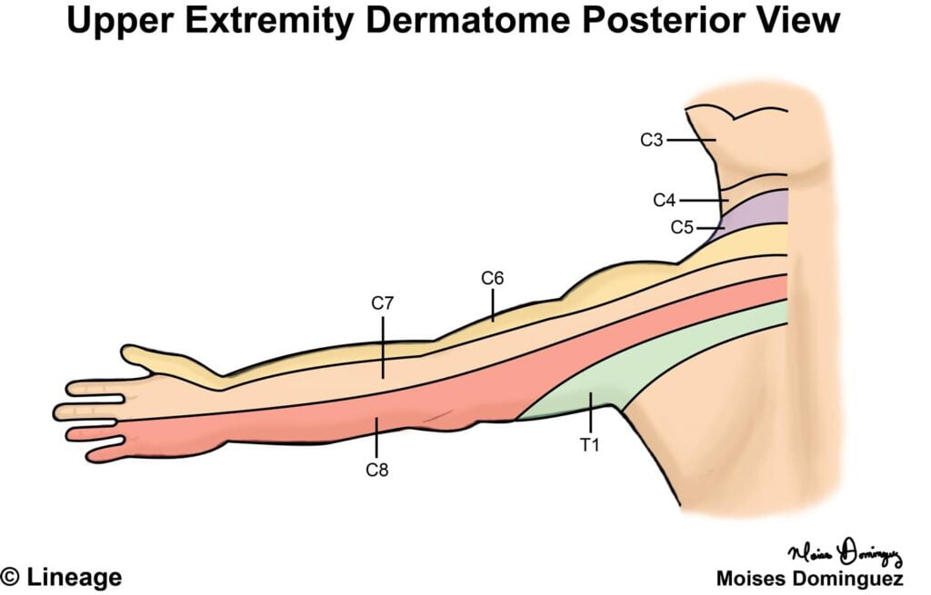 Sensory Dermatomes Of Upper Limb