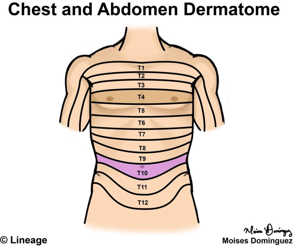 T5-8 Thoracic Dermatomes