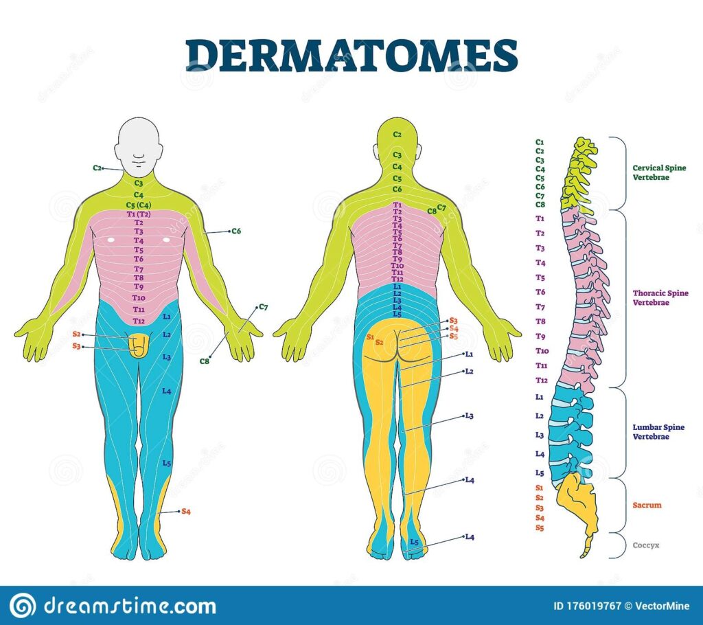 Cervical Spinal Nerves Dermatomes