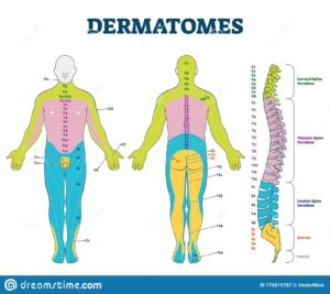 Dermatomes Vector Illustration Labeled Educational Anatomical Skin Parts Stock Vector Illustration Of Educational Biology 176019767