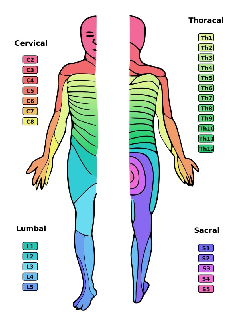 Figure Dermatomes Clearly Visualized Contributed By The Public Domain