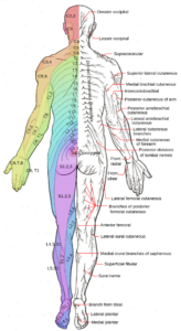 File Dermatomes And Cutaneous Nerves Posterior svg Wikimedia Commons