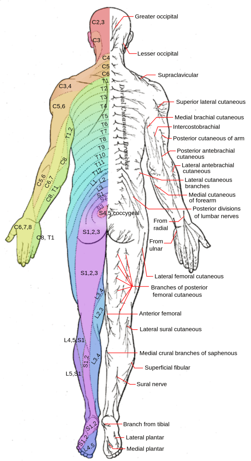 File Dermatomes And Cutaneous Nerves Posterior Svg Wikimedia Commons ...