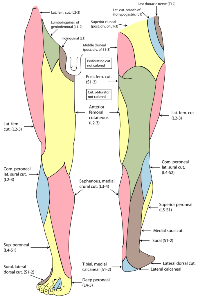 Dermatome For Deep Peroneal Nerve