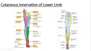 Gross Anatomy Lower Limb Cutaneous Innervation Of Lower Limb YouTube