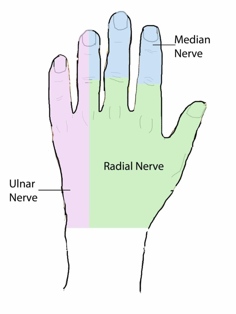 Ulnar Nerve Dermatome Hand