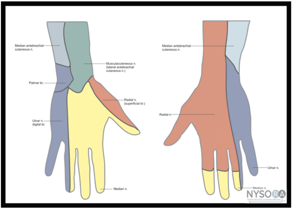 Radial Nerve Dermatome Distribution