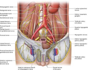 Ilioinguinal And Iliohypogastric Nerve Blocks Anesthesia Key