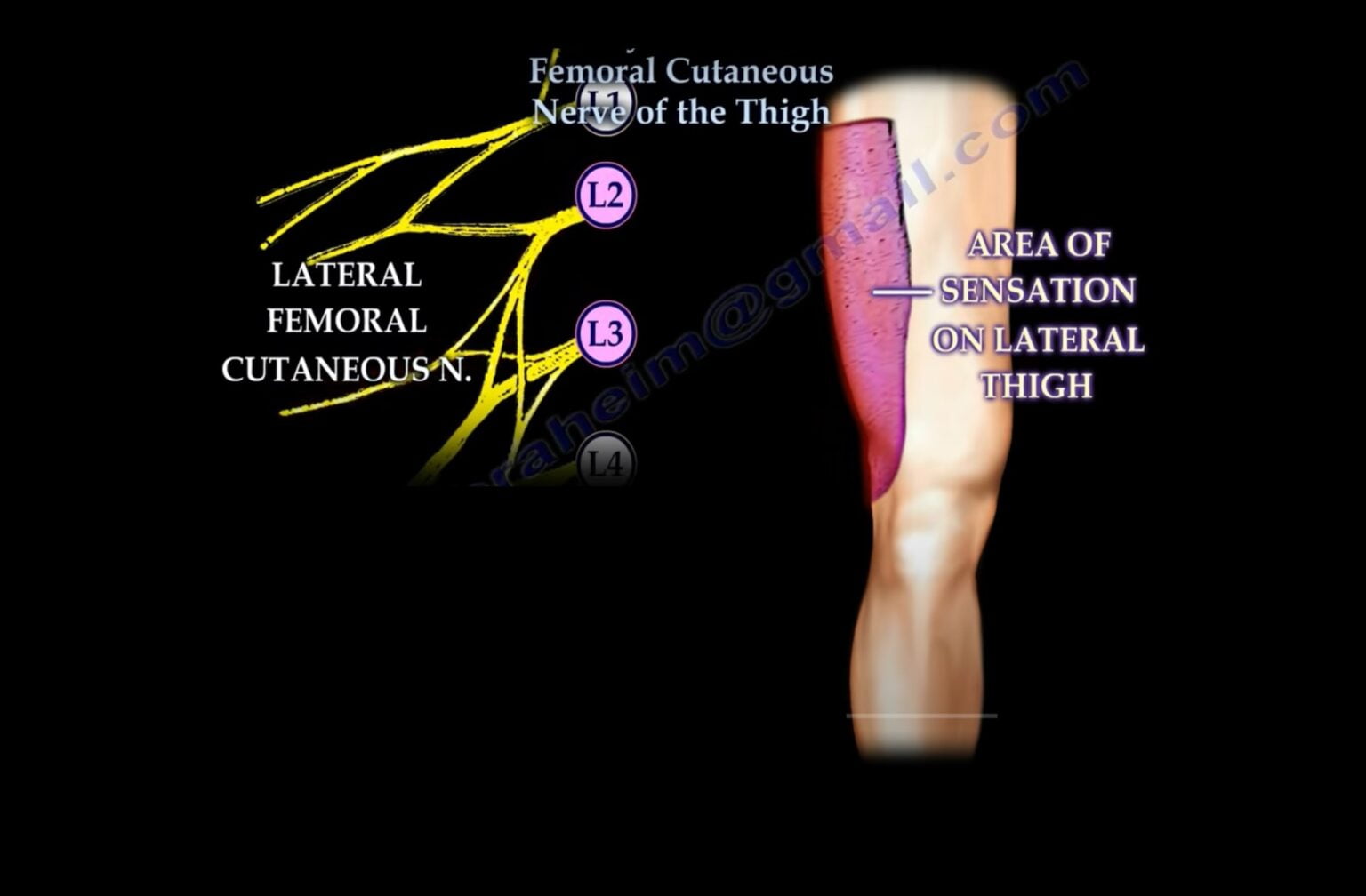 Lateral Femoral Cutaneous Nerve Orthopaedicprinciples Dermatomes Chart And Map