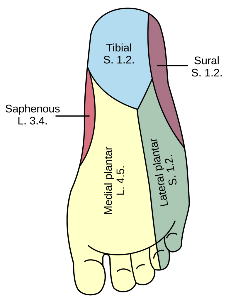 Nerves Of The Foot Dermatome