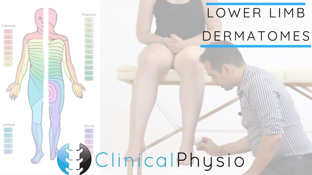 Lower Limb Dermatomes Clinical Physio YouTube