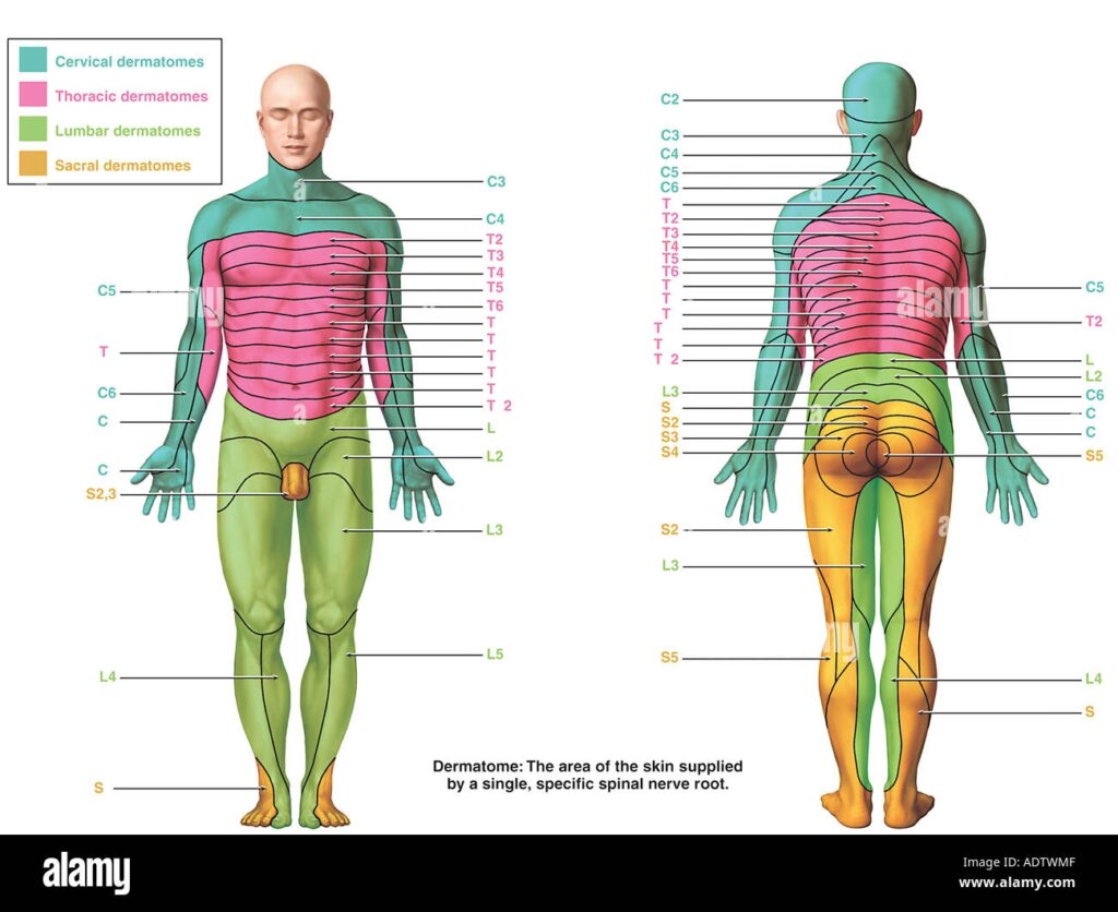 Picture Of Lumbar Dermatomes