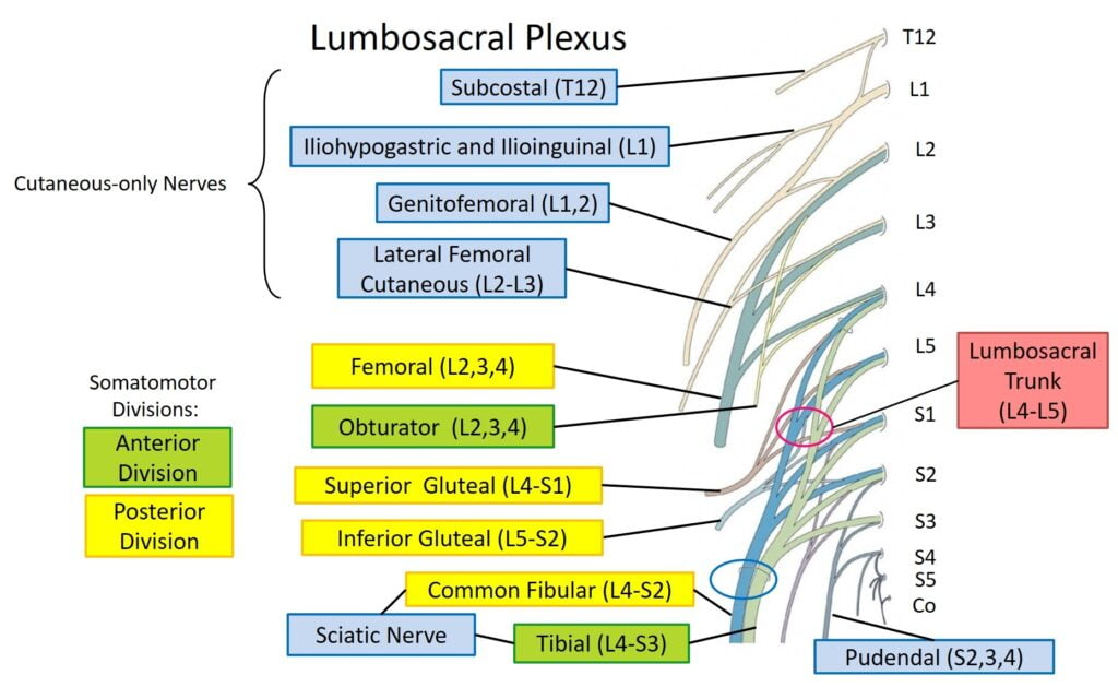 Lumbosacral Plexus And Innervation Of Lower Limb Human Anatomy For Physician Assistant Students Unit 4 Limbs