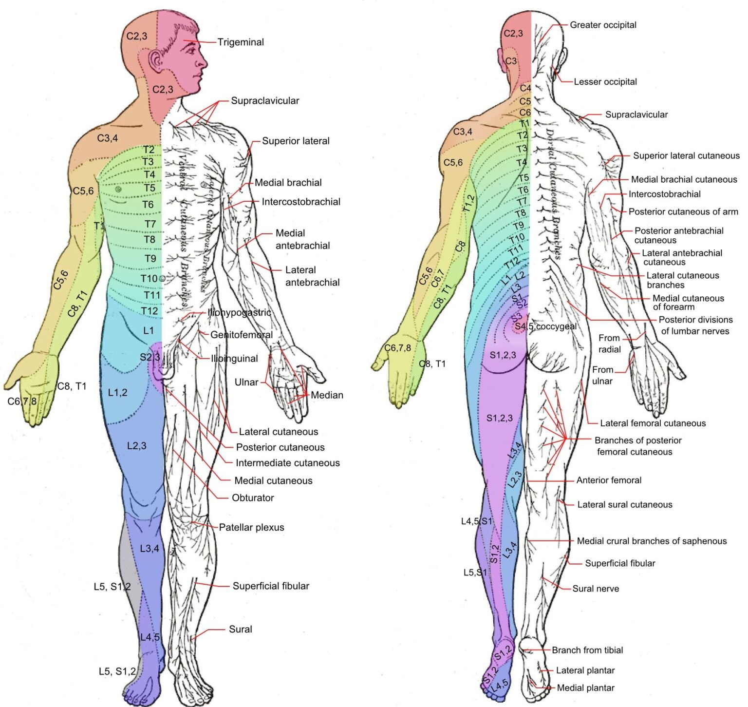 Major Dermatomes And Cutaneous Nerves Anterior And Grepmed Dermatomes Chart And Map