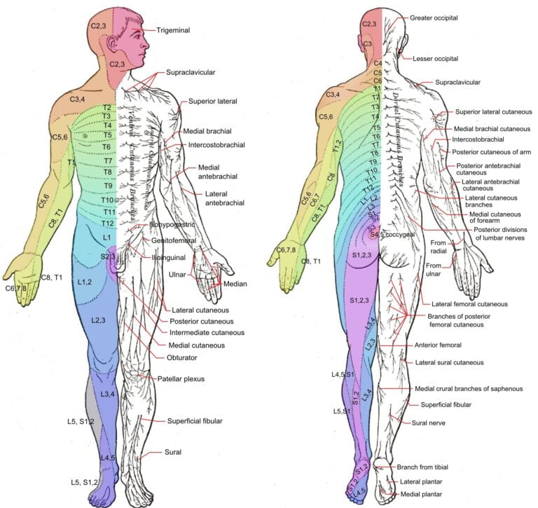 Major Dermatomes And Cutaneous Nerves Anterior And GrepMed - Dermatomes ...