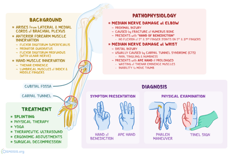 Median Nerve What Is It Location Innervation Damage And More Osmosis ...