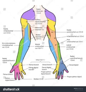 Medical Illustration Explain Dermatome Arm Ilustra es Stock 1894921642 Shutterstock