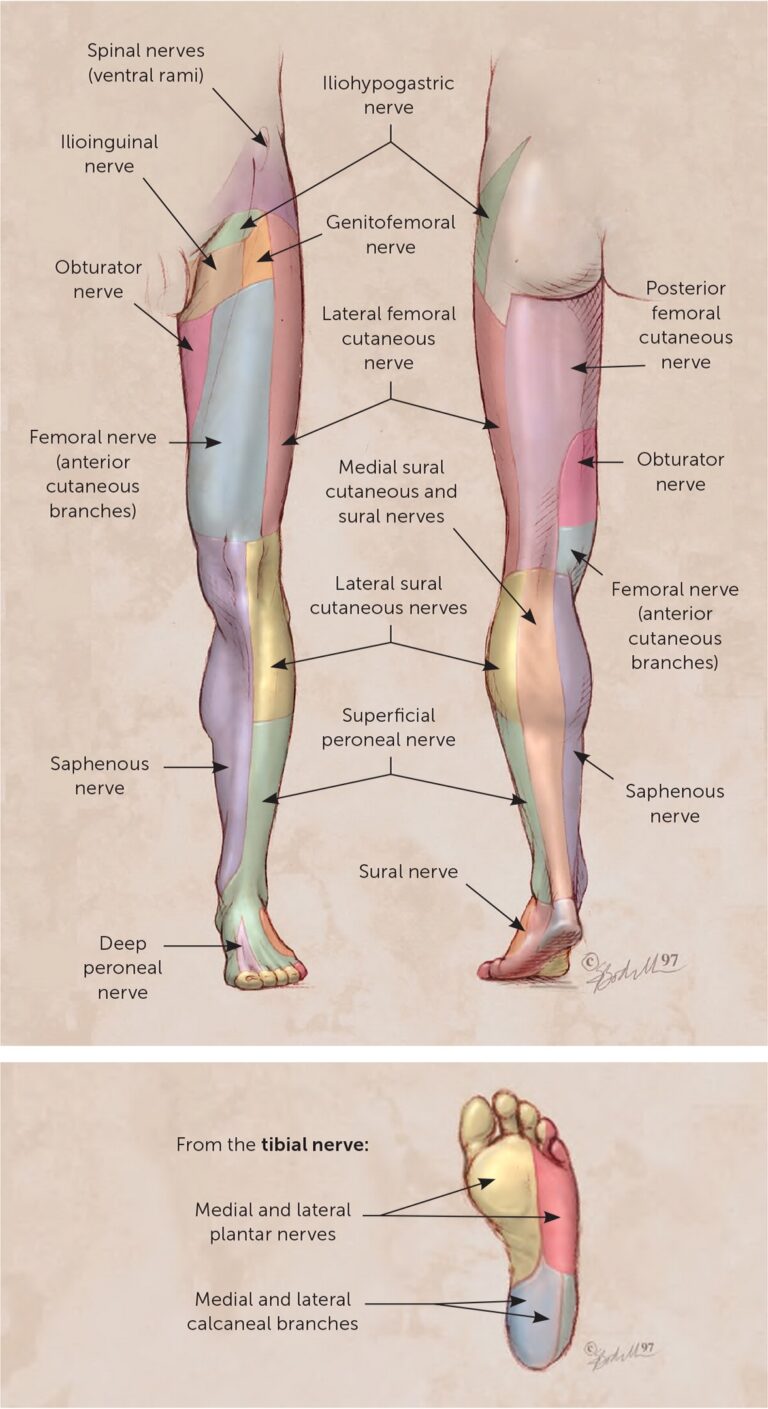 Nerve Blocks Part II Lower Extremity AAFP Dermatomes Chart and Map