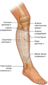 Nerve Injury After Open And Arthroscopic Surgery Of The Ankle And Foot Including Morton Neuroma SpringerLink
