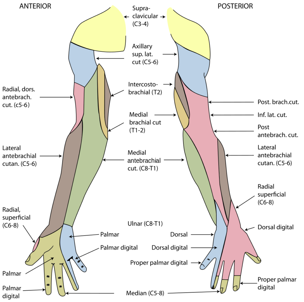 Nerve Supply Of The Human Arm Wikipedia