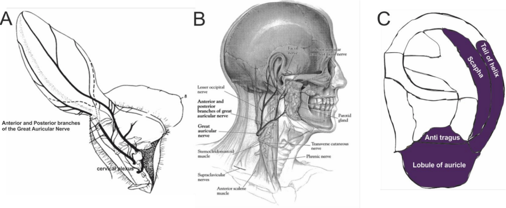 Great Auricular Nerve Dermatome