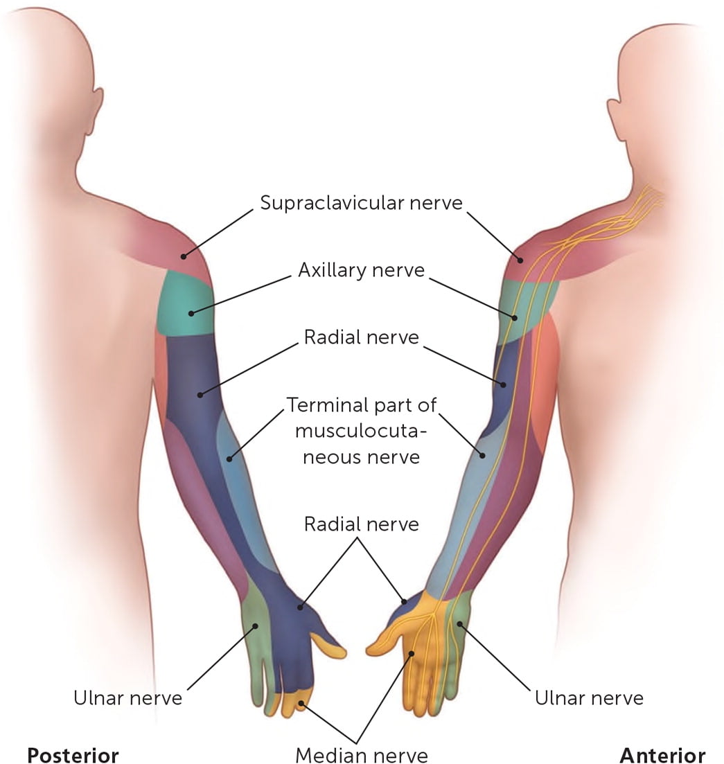 Cutaneous Interventions Dermatome Upper Extremity Dermatomes Chart 