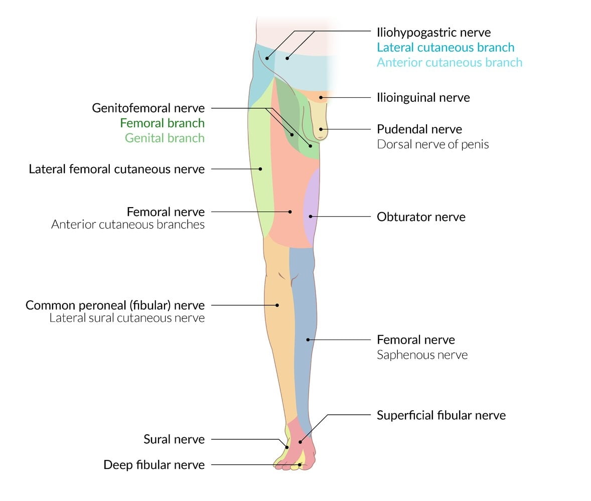 Peripheral Nerve Injuries Knowledge Amboss Dermatomes Chart And Map