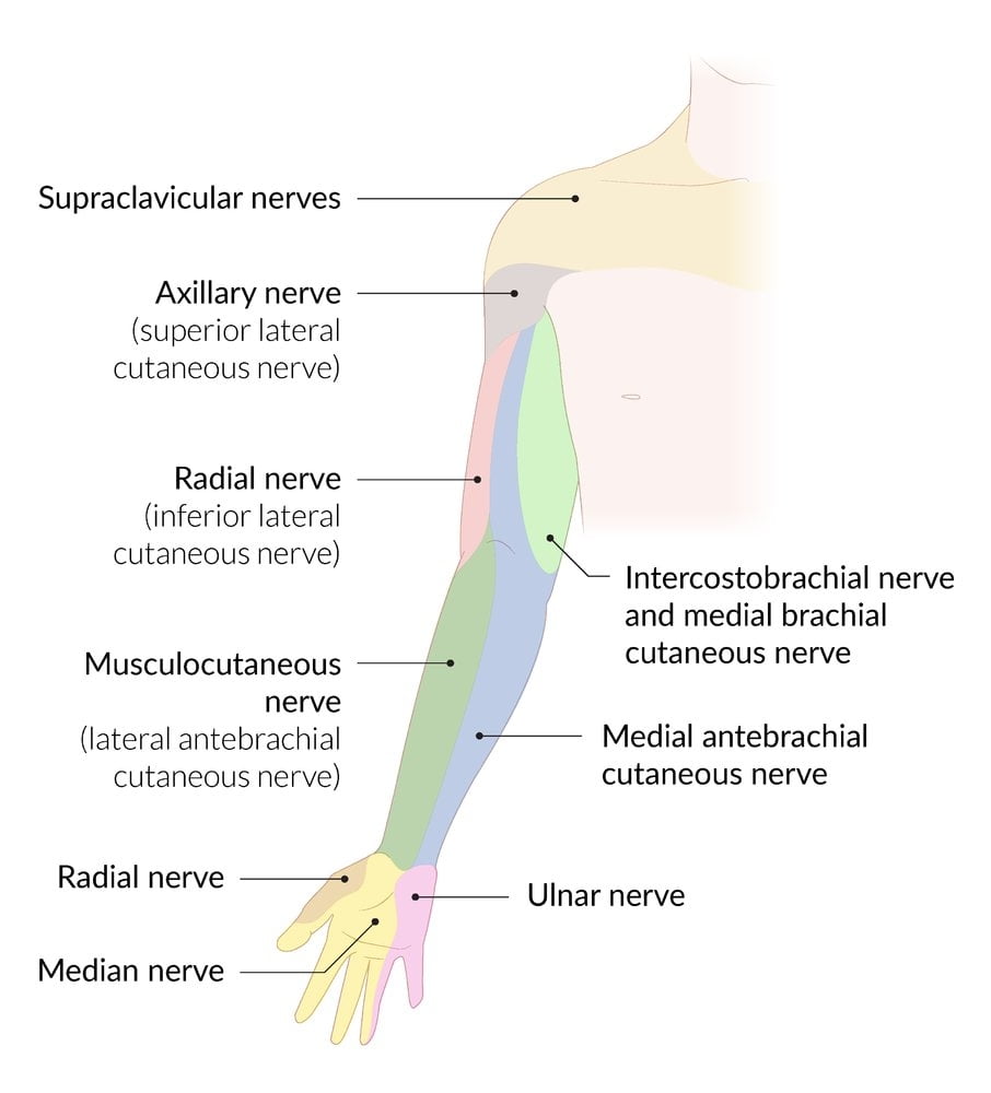 Upper Extremity Nerve Dermatomes