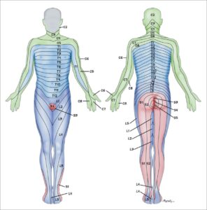 Practice Nursing Shingles In Adults What The Practice Nurse Needs To Know