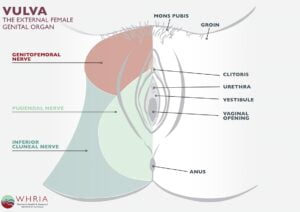 Pudendal Neuralgia Treatment Symptoms WHRIA