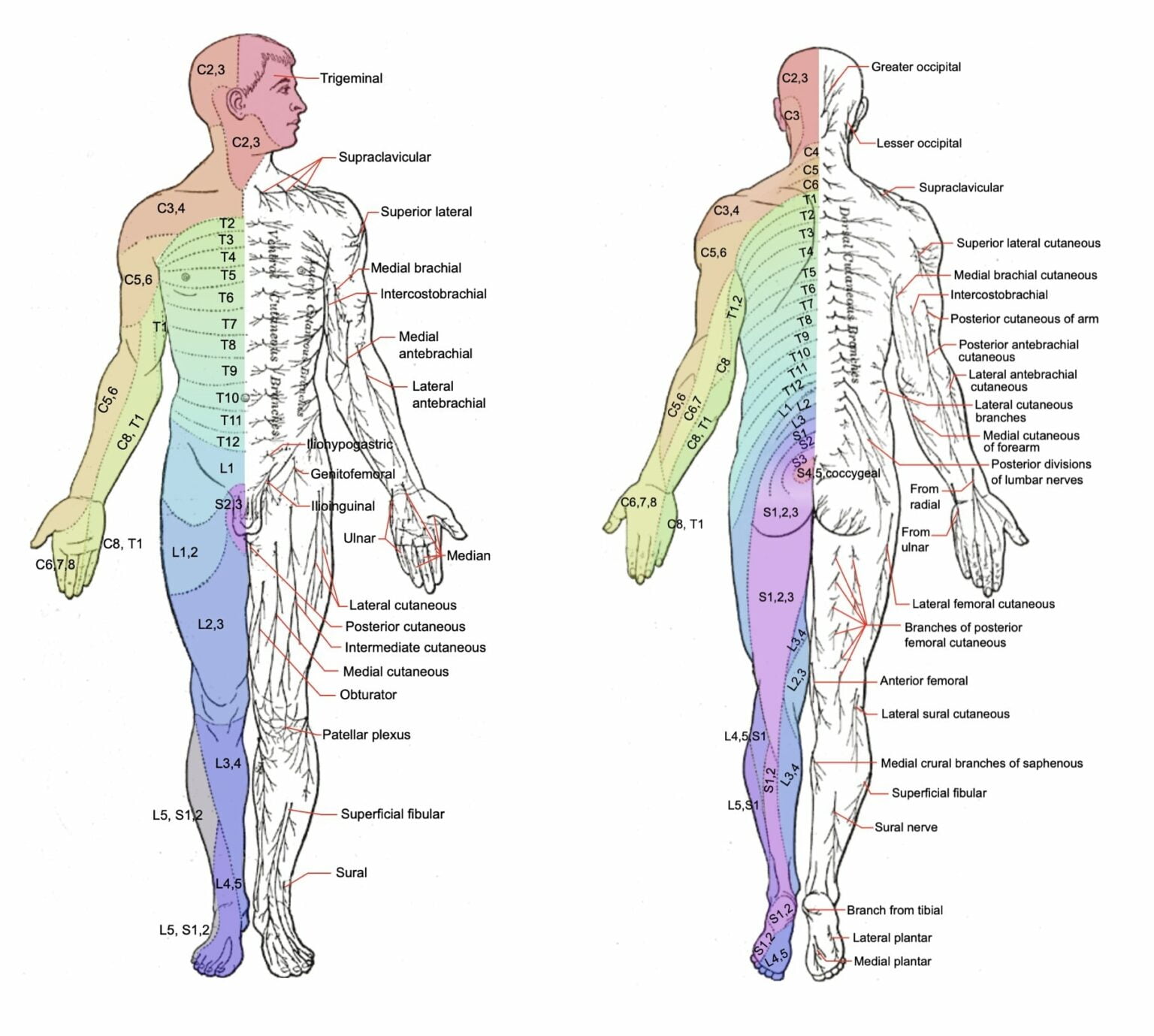 Pulsenotes Radiculopathies - Dermatomes Chart And Map