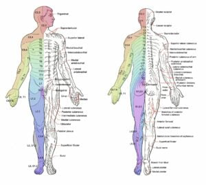 Pulsenotes Radiculopathies