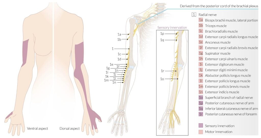 Radial Nerve Dermatome Upper Back