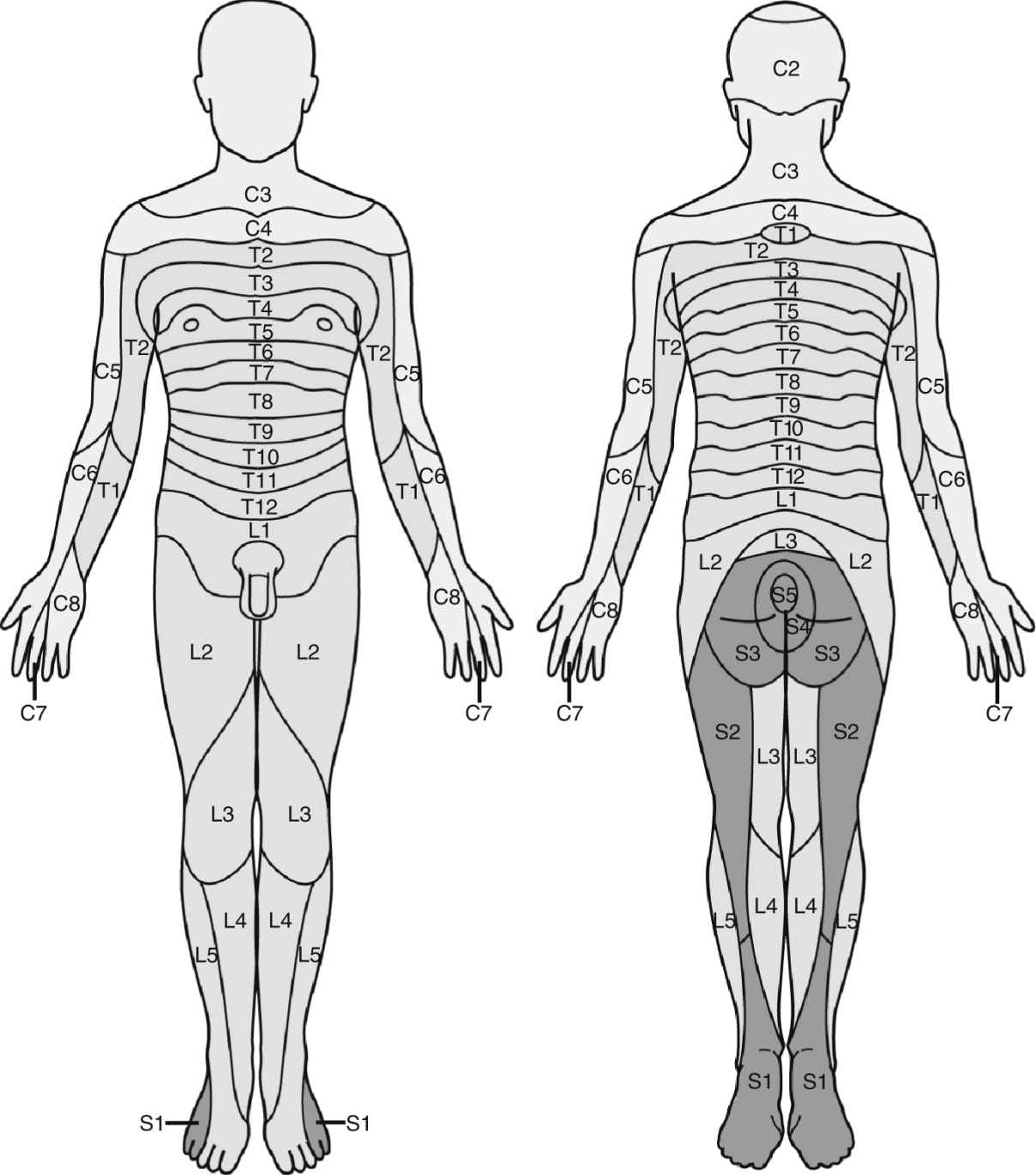 Dermatome Level Spinal Anesthesia Dermatomes Chart And Map