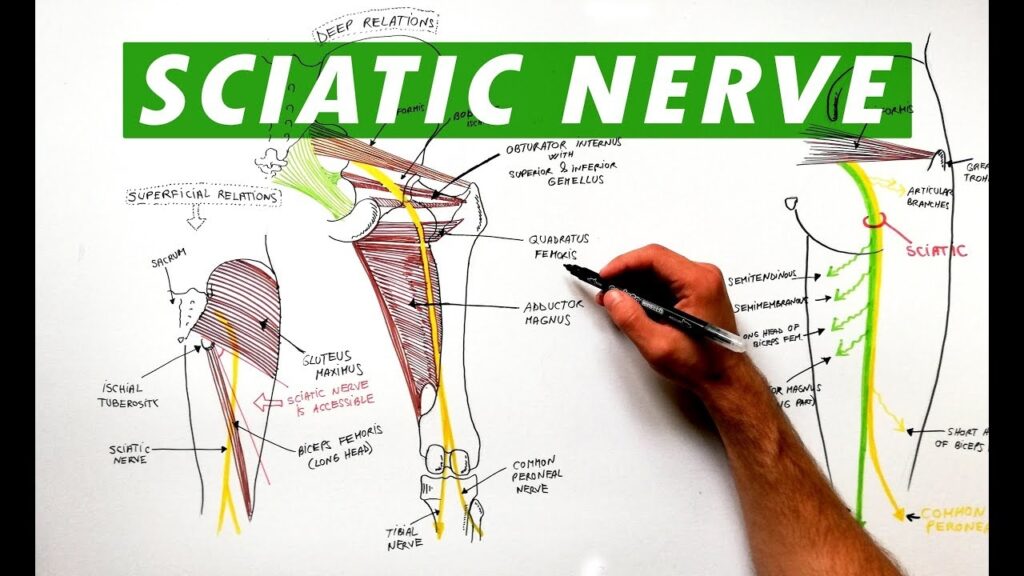 Sciatic Nerve Dermatomes And Myotomes Dermatomes Chart And Map