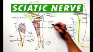 Sciatic Nerve Physiopedia