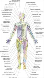 Sensory Disturbances Signs And Symptoms McMaster Textbook Of Internal Medicine