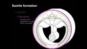 Somite Patterns YouTube