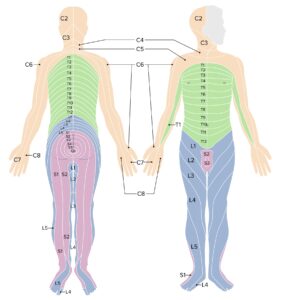 Spinal Cord Anatomy Concise Medical Knowledge