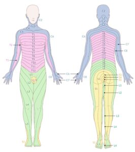 Spinal Cord Tracts And Reflexes Knowledge AMBOSS